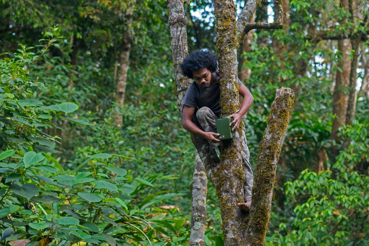 wildlab (@wildlabkfri) on Twitter photo Our bat research team @ Deepak and <a href="/NithinDivakar2/">Nithin Divakar</a>
establishing a bat recorder in the rainforest canopy as part of the study on the community ecology of bats along the vegetation gradients in the Western Ghats of India. (thefruitbatproject.weebly.com). Keep going ! Our bat research team @ Deepak and <a href="/NithinDivakar2/">Nithin Divakar</a>
establishing a bat recorder in the rainforest canopy as part of the study on the community ecology of bats along the vegetation gradients in the Western Ghats of India. (thefruitbatproject.weebly.com). Keep going !