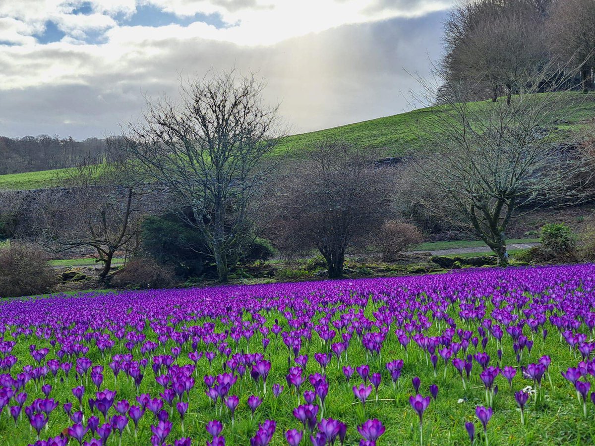 The sun came out and so did the crocus lawn! It's starting to look really good. Visit in the next week or two to see this springtime spectacular (weather being kind and all). Plan your visit at nationaltrust.org.uk/visit/north-ea… @NT_TheNorth @nationaltrust @VisitNland #crocuslawn