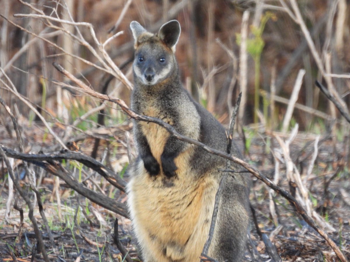 Explore the abundant wildlife of Wilsons Promontory National Park, Australia on self-guided adventures through breathtaking trails. #wildlife #wildlifephotography #animal #wallaby #travelblogger #travelguide #traveltips #TravelTheWorld 

justbeyourselfblog.com/wilson-promont…