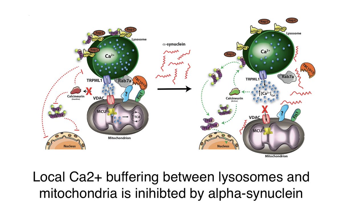 There's a new paper from Marisa Brini and @lab_cali (@PNC_UniPD) showing that lyosome-mitochondrial contact is required to channel Ca2+ and keep it low locally. High levels of alpha-synuclein inhibit this, leading to TFEB activation and aberrant signalling