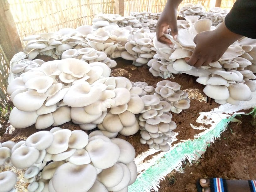 I have testified it, it among profitable business with small start-up capital. #MushroomFarming