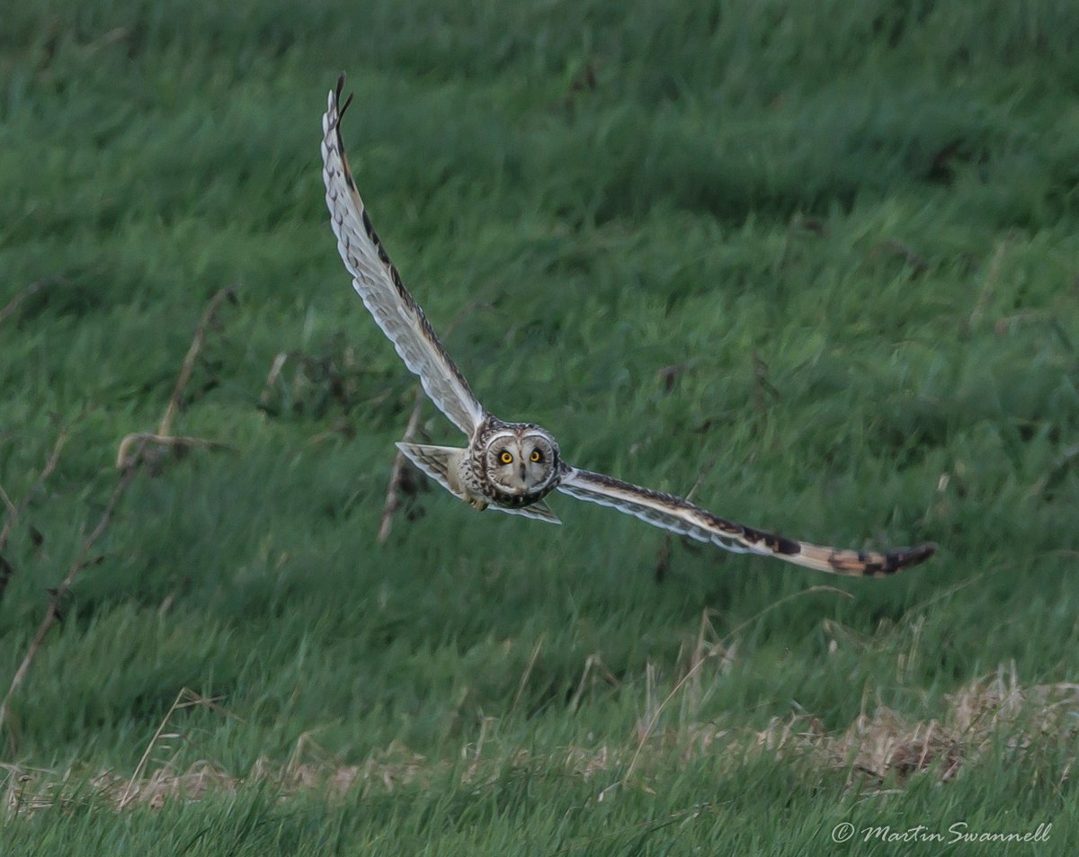 Martin Swannell (@alanthetortoise) on Twitter photo Short-eared Owl #Northantsbirds spoiled for choice of sites in the county for these beauties..... 19/02/2024
<a href="/barbeldave/">David Smith</a> @jcbirder <a href="/bonxie/">Mike Alibone</a> Short-eared Owl #Northantsbirds spoiled for choice of sites in the county for these beauties..... 19/02/2024
<a href="/barbeldave/">David Smith</a> @jcbirder <a href="/bonxie/">Mike Alibone</a>