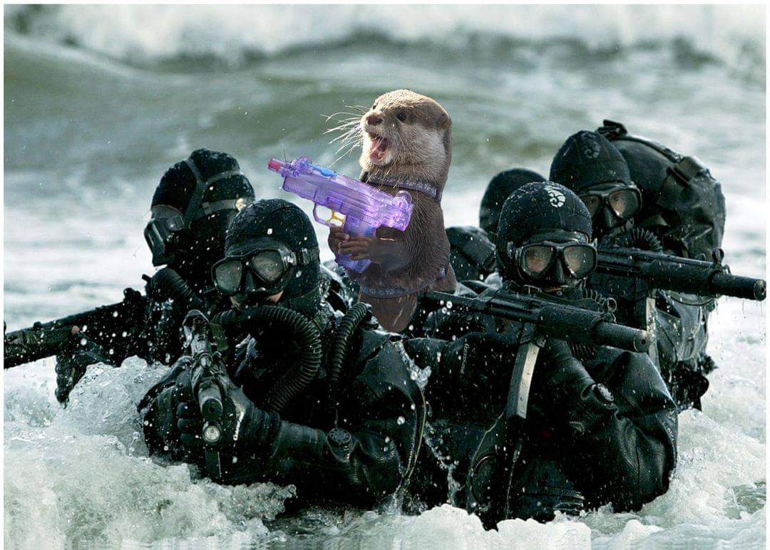 In Otter News.... (@in_otter_news2) on Twitter photo 