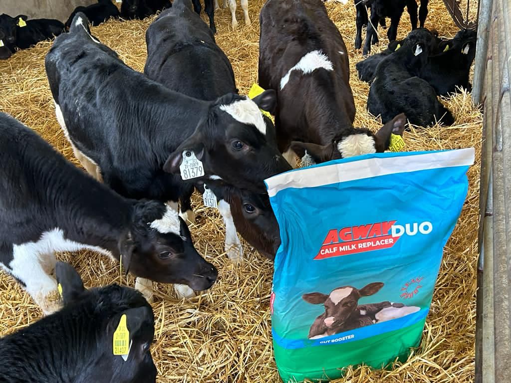 Just like us, the calves love it too!
Agway Duo is a premium milk replacer for high-performing dairy &amp; beef calves
Formulated to exceed standards set, delivering in a range of protein, fat, &amp; minerals for high-performing calves. Easy mix &amp; suitable for all feeding methods