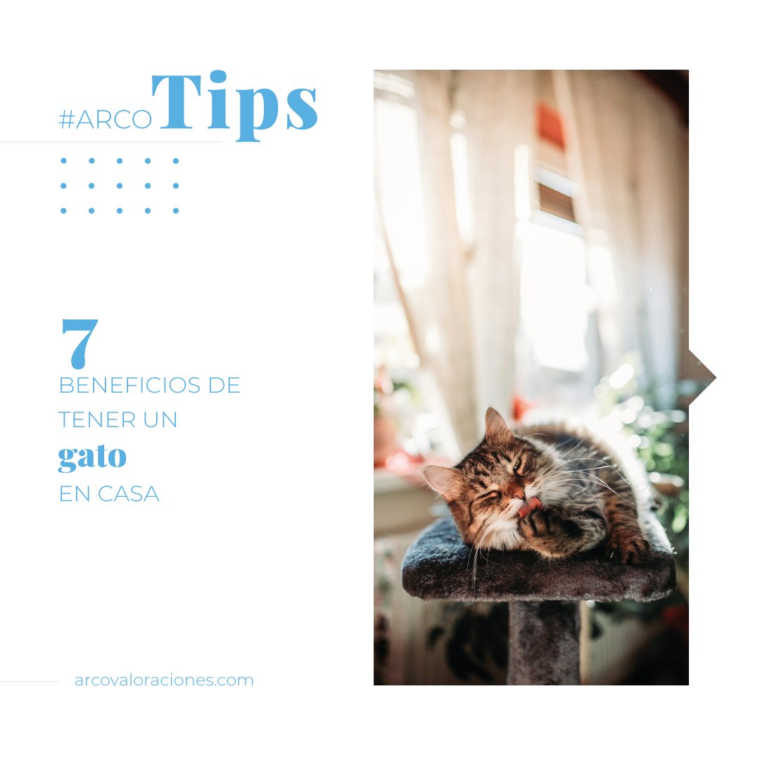 ArcoValoracion's tweet photo. #ARCOTips
Hoy, #DíaMundialDelGato 🐈, te contamos 7⃣ formas en las que la compañía del animal de 7⃣ vidas nos da vida y beneficia en el hogar. 👇🧵 (1/8)
🐱https://t.co/WTDmUrm9qo
#Gatos #Vivienda #Casa #Hogar #MercadoInmobiliario #TasaciónViviendas #TasacionesHipotecarias https://t.co/CmCvQDLmUQ