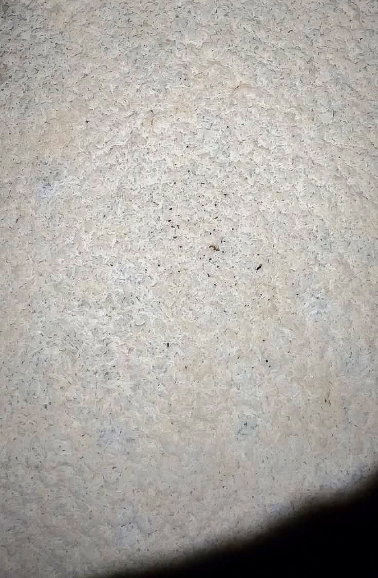 DiezMerito's tweet photo. VELO DE FLOR
Levadura que sirve para el aporte de micronutrientes y características organolépticas del vino.
Microorganismo aerobio que necesita oxigeno para sobrevivir, crece en la superficie.
Aparecen espontáneamente en las botas.
#VeloDeFlor
#DíezMérito
#Jerez https://t.co/r1eyASBJJr