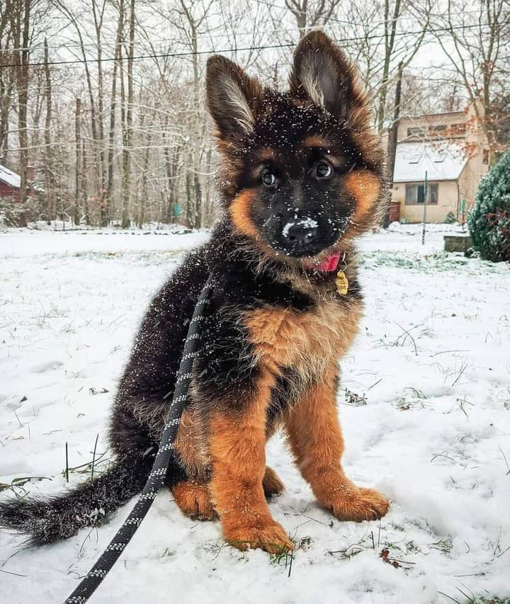 Perfect shot 🥰😍
#gsd #gsdde #GermanShepherd #dogsoftwitter #DAYTONA500 #WWERaw #PresidentsDay