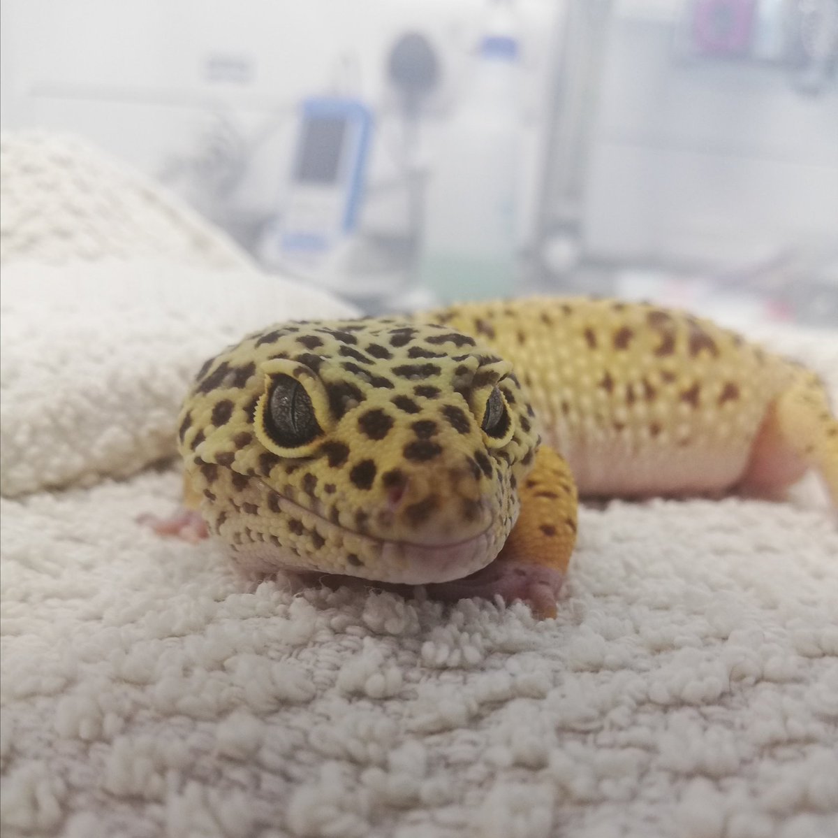 TheTinyVet's tweet image. This morning's diary:
Cat
Dog
Leopard gecko
Guinea pig
Dog
Rabbit
Tortoise
This is the variety I love 👌❤️
#VetTwitter #ExoticVet #ExoticPet #LeopardGecko #BoopTheSnoot