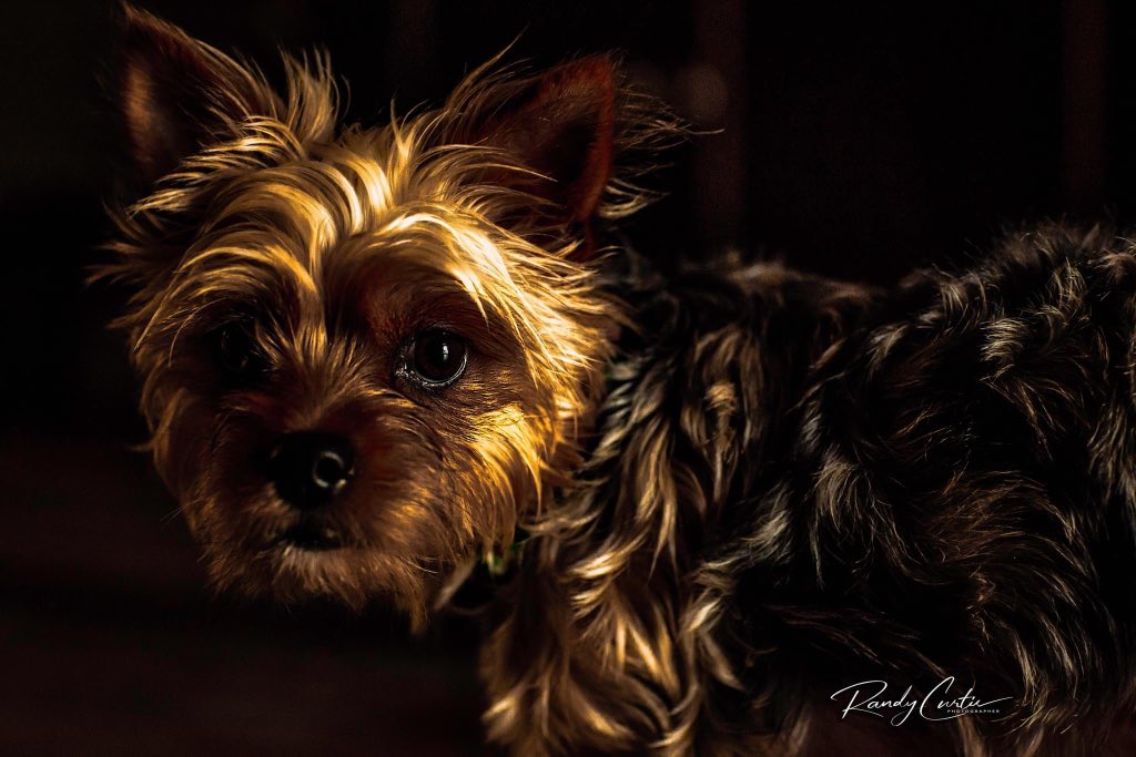 RandyCurtis1955's tweet photo. @WFAADaybreak 
#iamup 
Our Yorkie Myla https://t.co/Y1DjOeYDU3