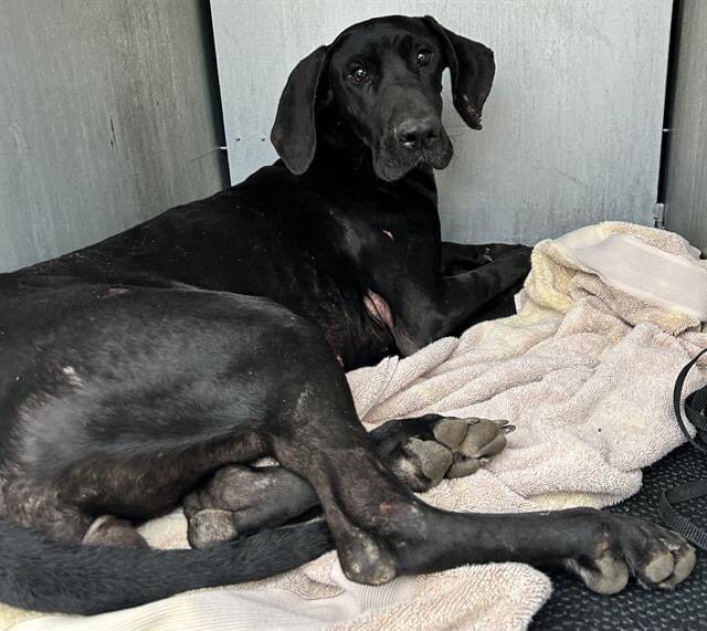 🆘THIS INJURED #GREATDANE DOG WITH LEG FRACTURE IS BEING KILLED TODAY 2/20⏰BY SA ACS💔‼️

💘PENELOPE💘 #A703683 
2yo F; very sweet, friendly

🚨📝moderate to severe soft tissue edema, LF radial/ulnar fx, pelvic injury
#PledgeForRescue 🚑🙏🏼

To #foster #AdoptDontShop ☎️2102074738