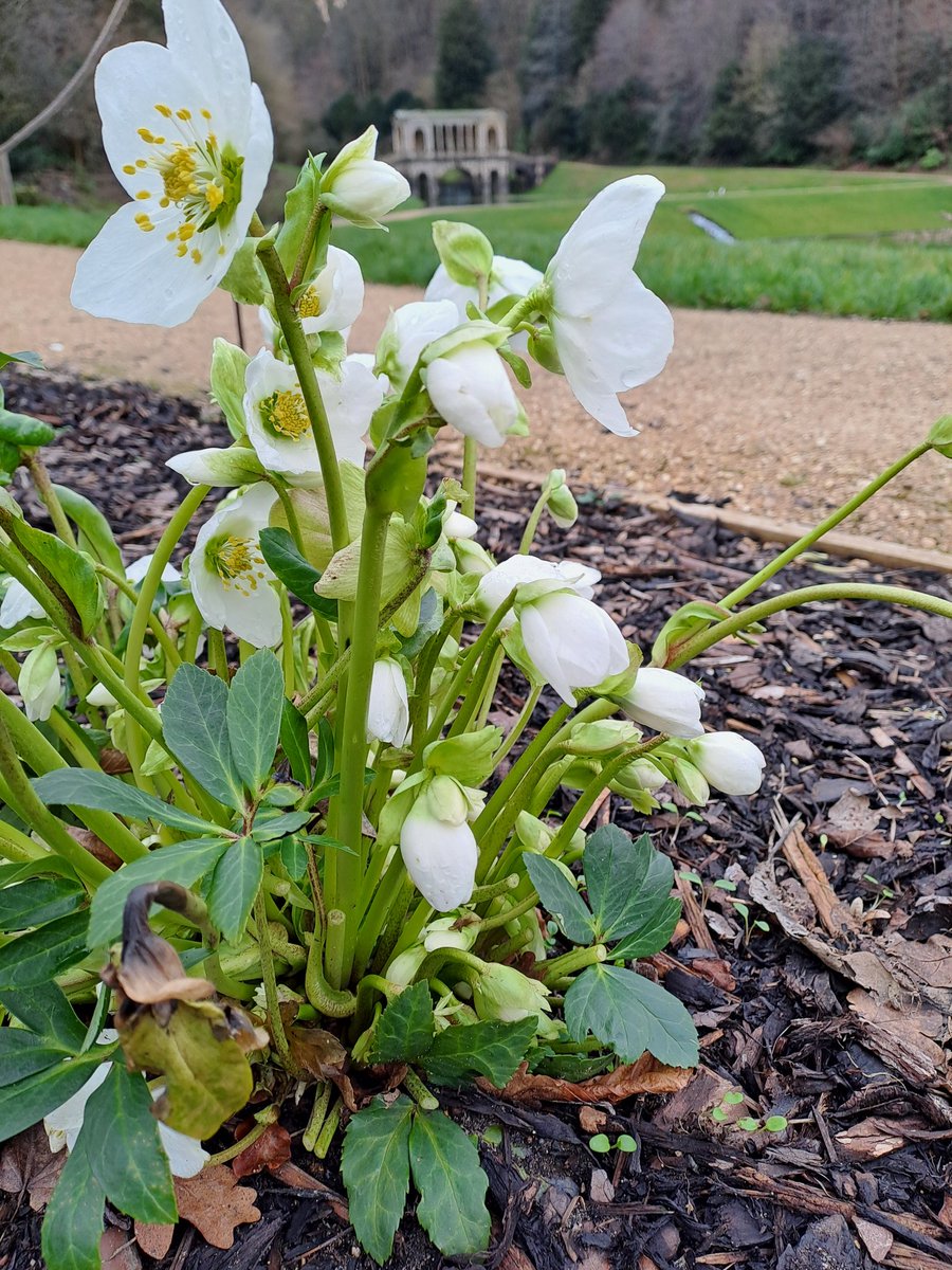 NTinBath's tweet photo. Prior Park has a stunning display of #Hellebores. Having planted them nearly 18 months ago, when the #damsproject was completed, this is the first year they can be seen in number flowering around the lower lake.
#GW2For1 #NationalTrustSouthWest https://t.co/BNfmzLDeFM