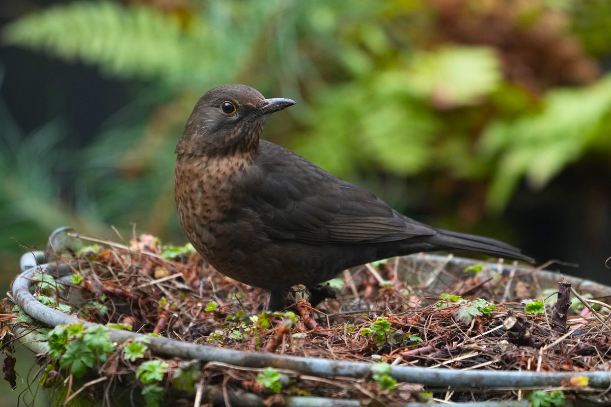 Tpzijl's tweet photo. Mooie dag iedereen!
Het is hier in ieder geval droog.
De #merels zijn alweer druk 
aan het swipen in onze tuin.
#birdphotography #birds #blackbird ♀️ https://t.co/idO3suet7z