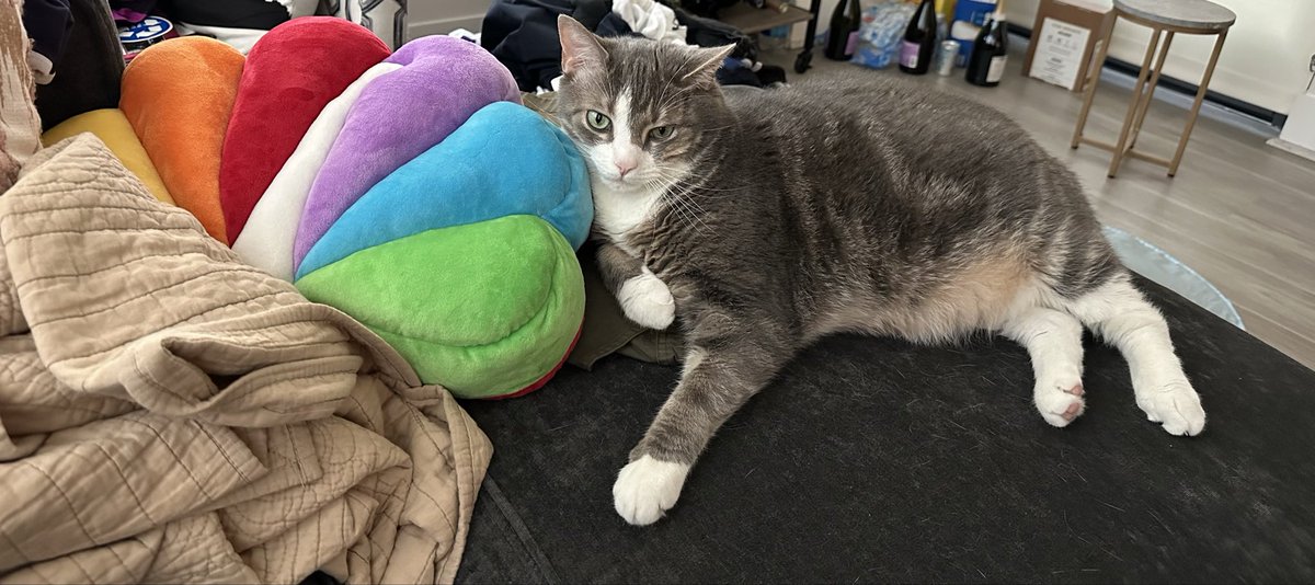 JummyNBC's tweet photo. It’s National Love Your Pet Day! Tag me and @nbcwashington in your pet photos and we will share them on air this morning! This is Oli, our producer Kaitlyn’s cat! https://t.co/K6u9G2iU5Z