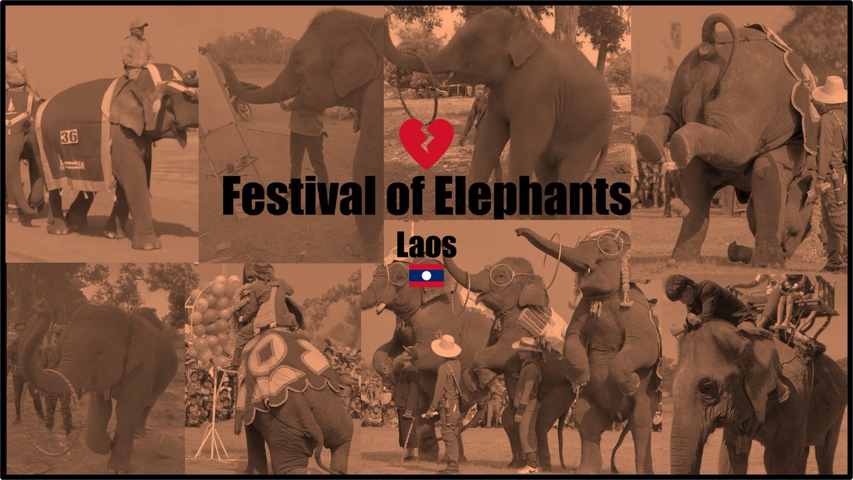 They show atmospheric pictures of happy elephants, but that's not true.  Elephants involved in the festival are tortured with horse mackerel, bullhooks and fish hooks to make them obedient.  #ElephantAbuse. 
#FestivalOfElephantsAbuse
#Sayaboury
🇱🇦 #Laos #SimplyUgly🐘⛏🪝