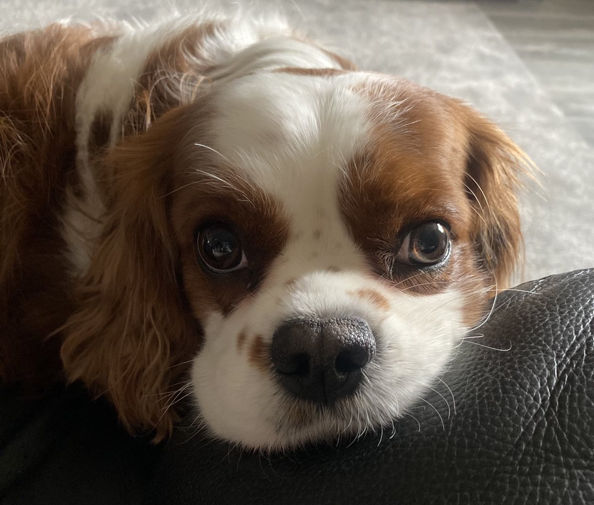LittleLK's tweet photo. #NationalLoveYourPetDay
Mylo ❤️ https://t.co/gcTOpXSFMz
