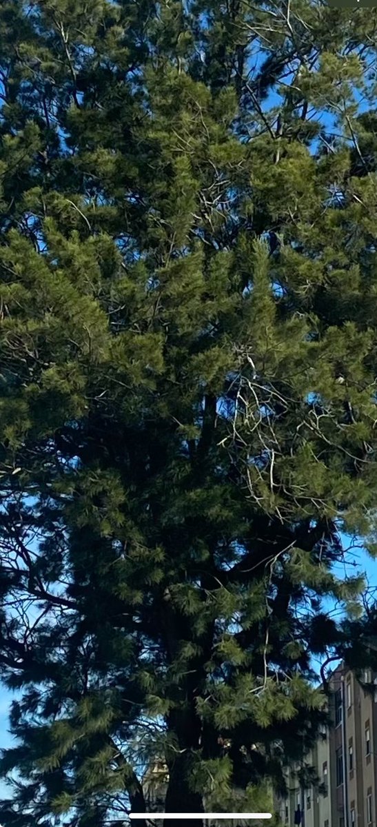 Talvez!!! Aparar as pontas….