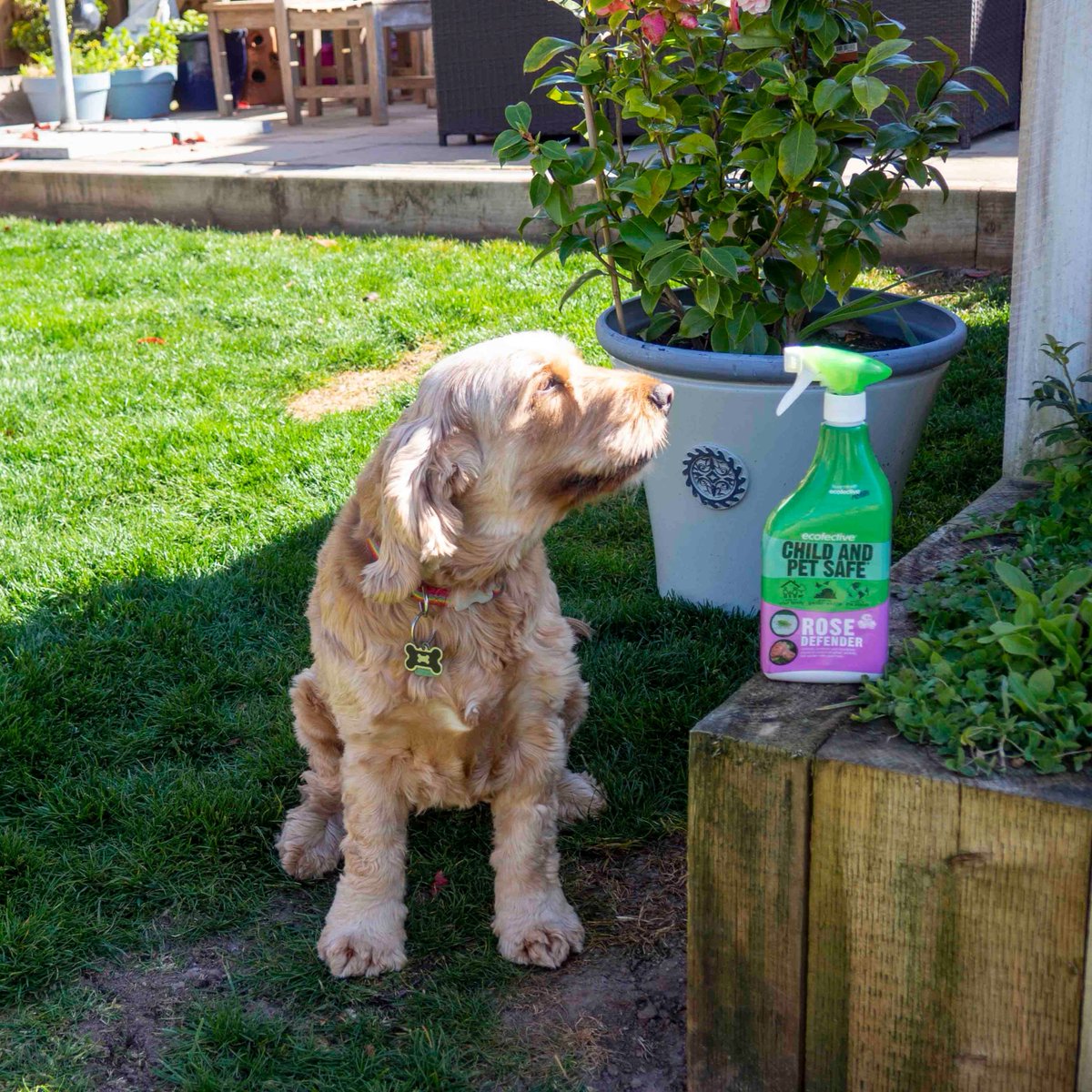 🐶On #Nationalloveyourpetday remember to use the right products to protect your plants from bugs and disease! 
😻🧒Ecofective is here to help with child &amp; pet safe  that are pesticide-free and kinder to the planet!
🌐Browse the range today on our website - loom.ly/w6O7aQI