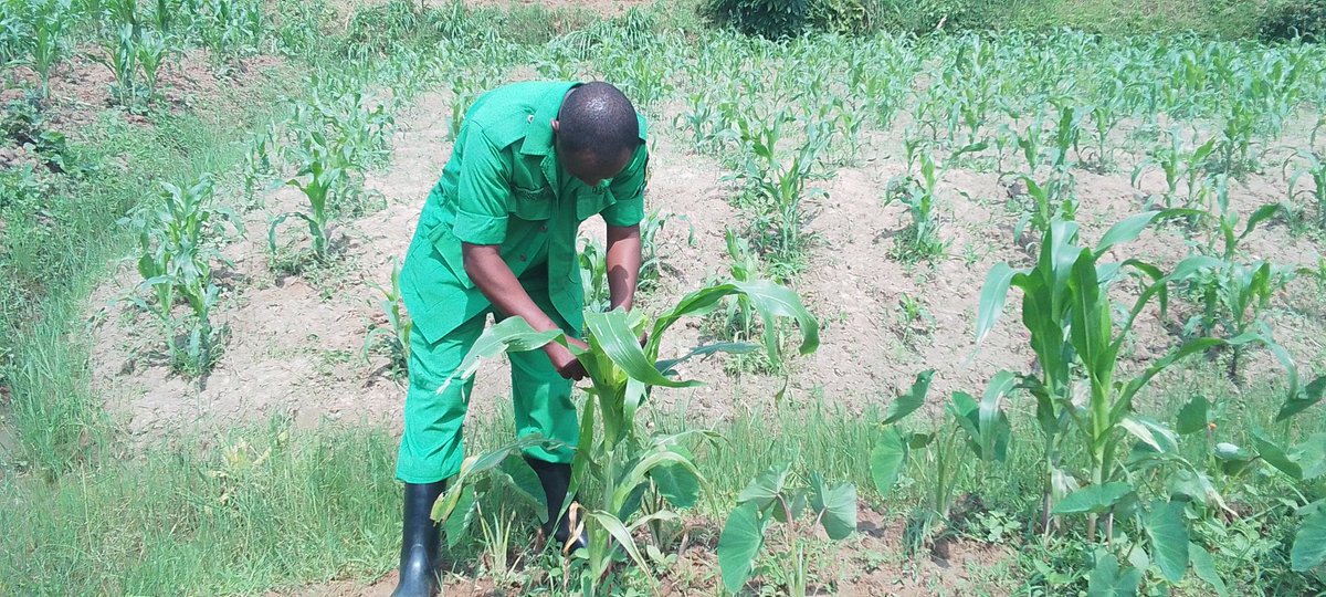 RONGI_Sector's tweet photo. #RONGI_Sector Turi mu Muganda wo kurwanya nkongwa mubigori hamwe n'abajyabajyanama bubuhinzi na DASSO  mu Murenge 
@KAYITAREJacky 
@Muhangadis 
@RwandaAgri https://t.co/VLQrmrAMyJ