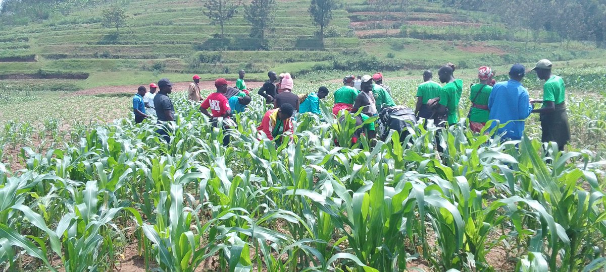 RONGI_Sector's tweet photo. #RONGI_Sector Turi mu Muganda wo kurwanya nkongwa mubigori hamwe n'abajyabajyanama bubuhinzi na DASSO  mu Murenge 
@KAYITAREJacky 
@Muhangadis 
@RwandaAgri https://t.co/VLQrmrAMyJ