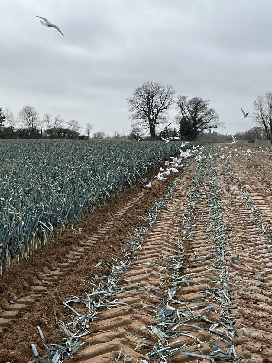 Andrew Francis (PFIAgrM. ARAgS) (@andrewf1882) on Twitter photo <a href="/HomeFarmNacton/">Home Farm (Nacton)</a> trialing the latest soil health measurement. Seagulls/row of leeks <a href="/HomeFarmNacton/">Home Farm (Nacton)</a> trialing the latest soil health measurement. Seagulls/row of leeks