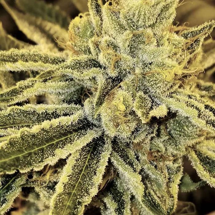 Strawnana Juice Regular Seeds by Crockett Family Farms.

 A hybrid of the legendary Strawberry Banana strain, this unique strain offers an elite fusion of terps and resin production. 

Strawnana Juice (Strawberry Banana x Juice) Bx is a backcross that cements those fruity notes