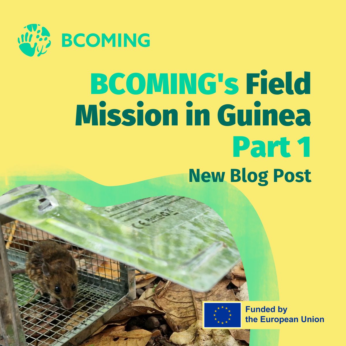 📢 Check out the latest blog post from #BCOMING detailing the adventures of the team in their field mission in #Guinea 🇬🇳 Part 1 covers the mission overview, setting up in N'Zérékoré, engaging with local communities, and capturing rodents.🐁 Read it now! bit.ly/4bIXIyb