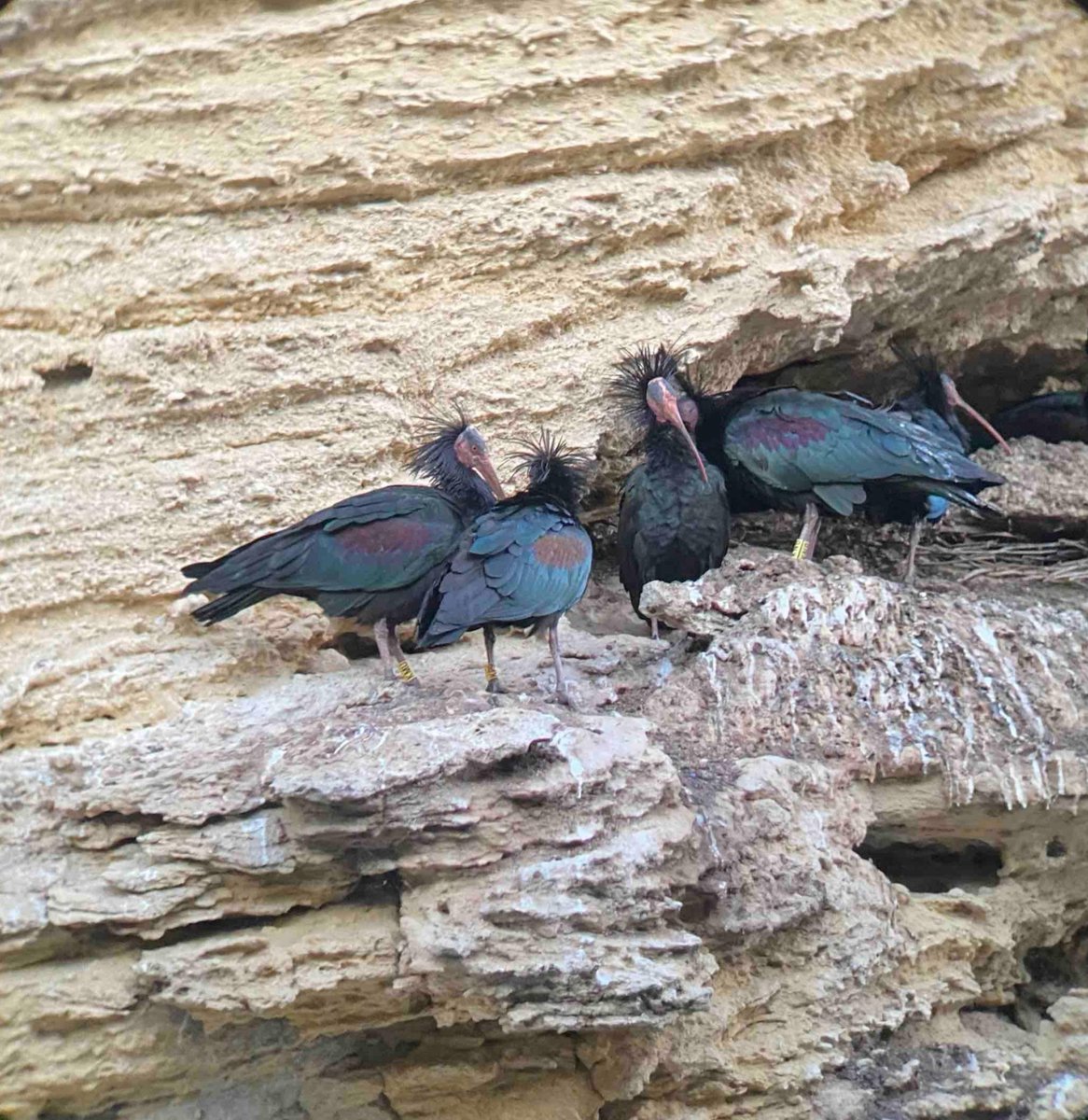 ecosupportltd's tweet photo. Our team feel incredibly lucky to have spotted the Northern Bald Ibis on our recent trip to Spain!🍀

The Northern Bald Ibis is one of the most endangered migratory bird species worldwide, so to see them in their natural habitat was a very special experience🥰✨ https://t.co/QjpYdeNFlt