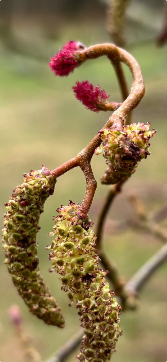 A BCJMM 39 collection Alnus hirsuta 
@rbgedinburgh accession number 20071326*G
Over 60% of the living collection here at Dawyck Botanic Garden is of known wild origin.
#trees #arboretum #spring #peeblesshire #visitpeebles #botanicgarden 
The Dawyck Cafe #dawyckscones