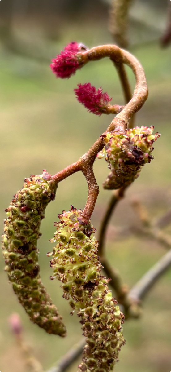 A BCJMM 39 collection Alnus hirsuta @rbgedinburgh accession number 20071326*G Over 60% of the living collection here at Dawyck Botanic Garden is of known wild origin. #trees #arboretum #spring #peeblesshire #visitpeebles #botanicgarden The Dawyck Cafe #dawyckscones