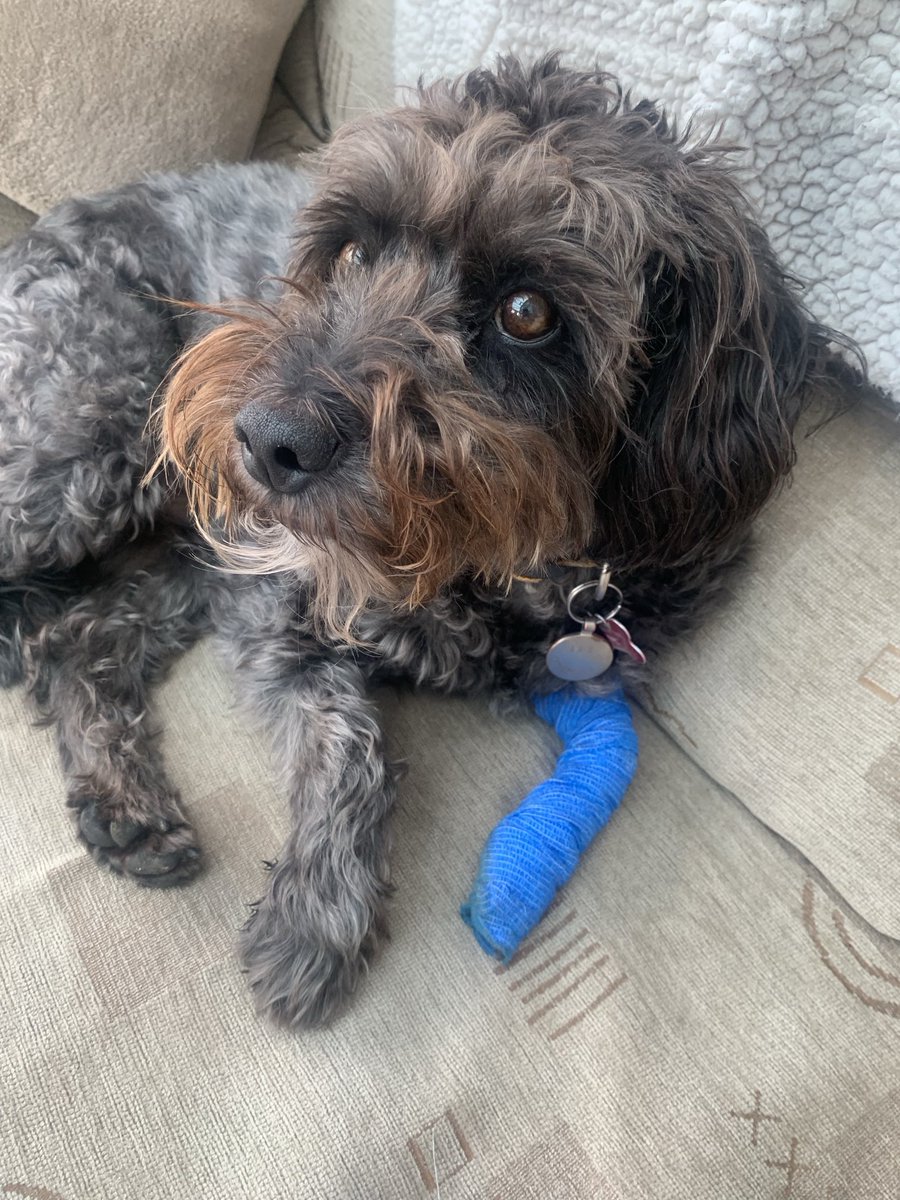 That’s a very sad face Doodles. Too much running on the promenade has led to a sore paw 😢🐕‍🦺