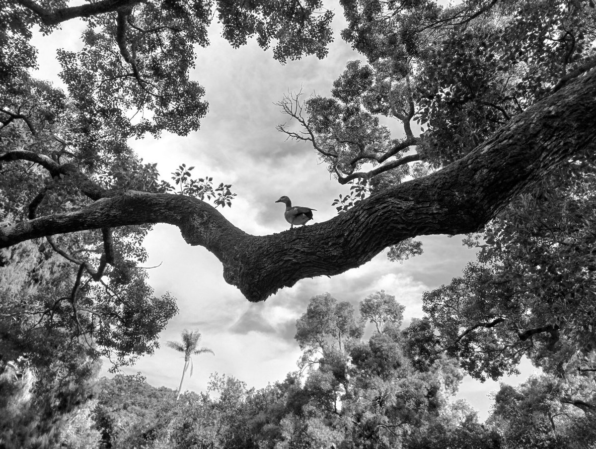 In the tree tops 🦆

#inthetreetops #blackandwhitephotography #natureinblackandwhite #egyptiangoose #wheretheskymeetstheland 

instagram.com/p/C3kOkTgtlB5/