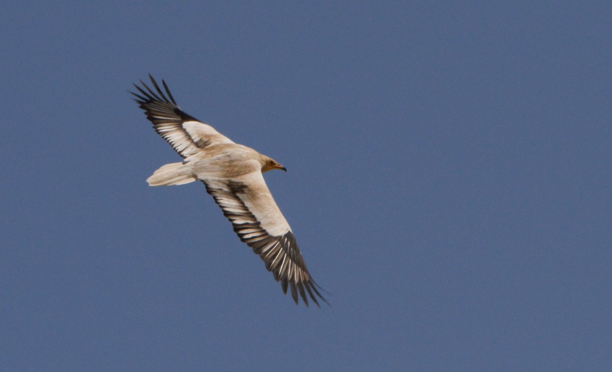 _OSME's tweet photo. One of the key species from the recent CMS CoP conference in Uzbekistan, which OSME attended, is Egyptian Vulture. Read Steffen Oppel’s #OSMEwork #OSMEregion guest blog showing how international cooperation can help save a migratory bird population! https://t.co/mPEgaRFBzn https://t.co/7IKbtD3bf0
