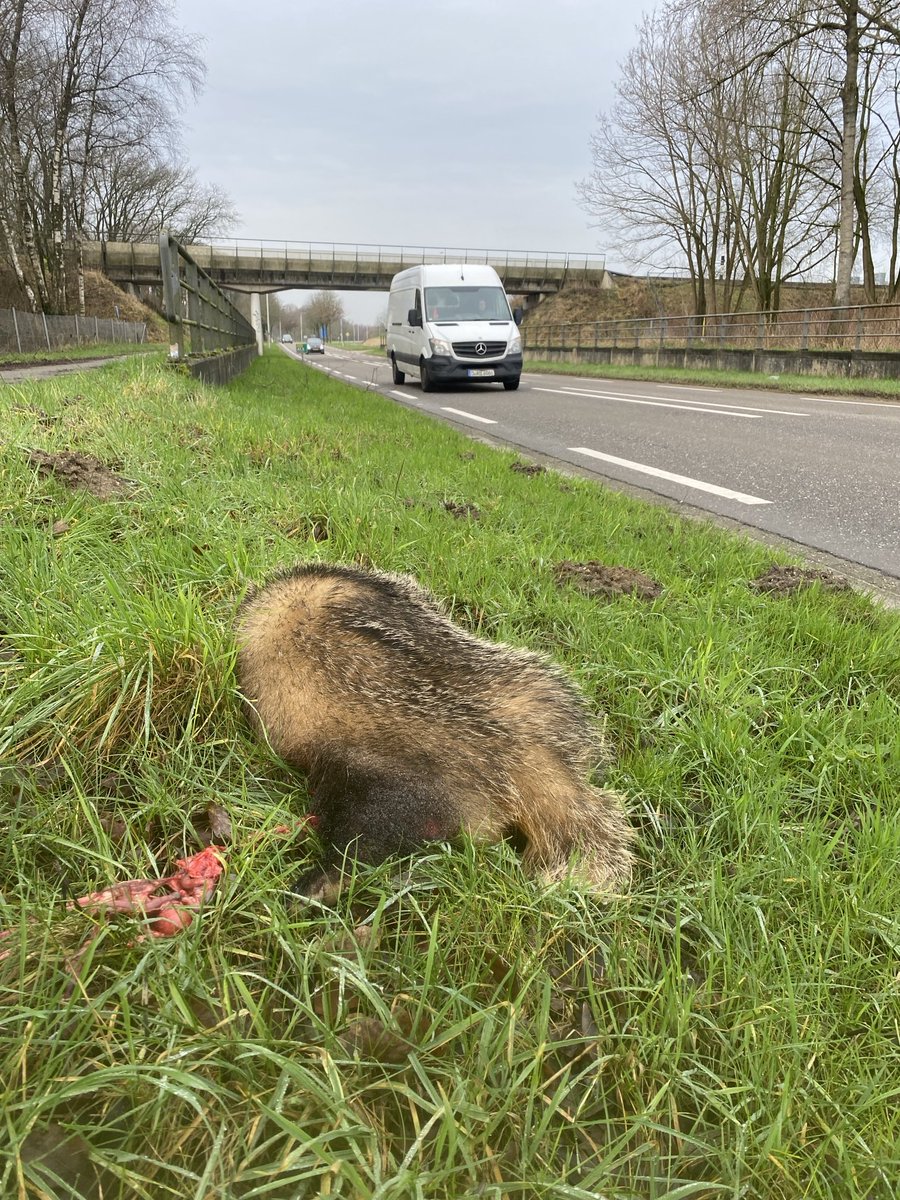 MLVC's tweet image. Verkeersslachtoffer N264. Dode das. Tunnel kon waarschijnlijk niet gebruikt worden omdat die onder water staat.