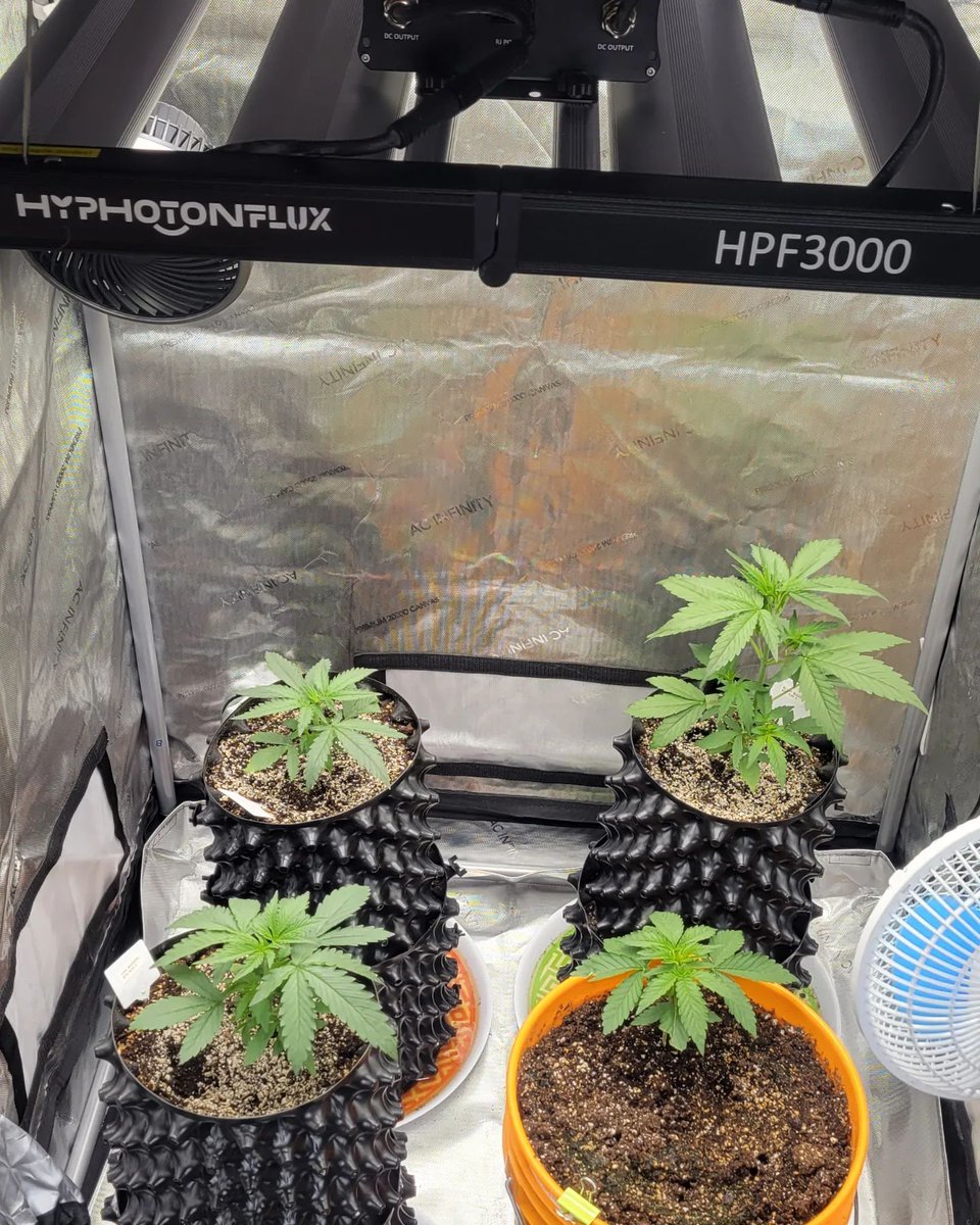 Grow Diary week 4 under #HPF3000 #repost Strain: Fire Marshal Auto fem Blunt Blaze Auto fem Fire Stomper Auto fem Full spectrum, dimmable, foldable, 320w, Mean Well driver, Samsung & Osram Led Currently running at 80% in veg #growlegendary #hyphotonflux #hyseeds #verde