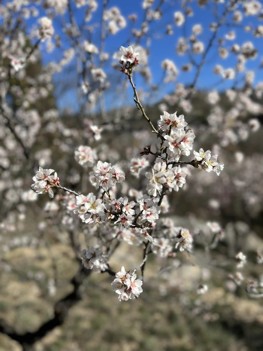 La #primavera se adelanta en el #RincóndeAdemuz #Valencia #CambioClimático #CasasBajas 

rinconademuzdiario.com/la-primavera-s…