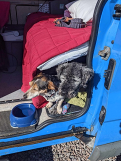 Meet Lola and Hardy! It’s National Love Your Pet Day so we’d love to celebrate it by asking you all to share photos of your pets in your home on wheels.
#nationalloveyourpetday #petswhocamp #thecampervanshop #campervaninstallation #campervaninterior #campervanconversion #vanbuild