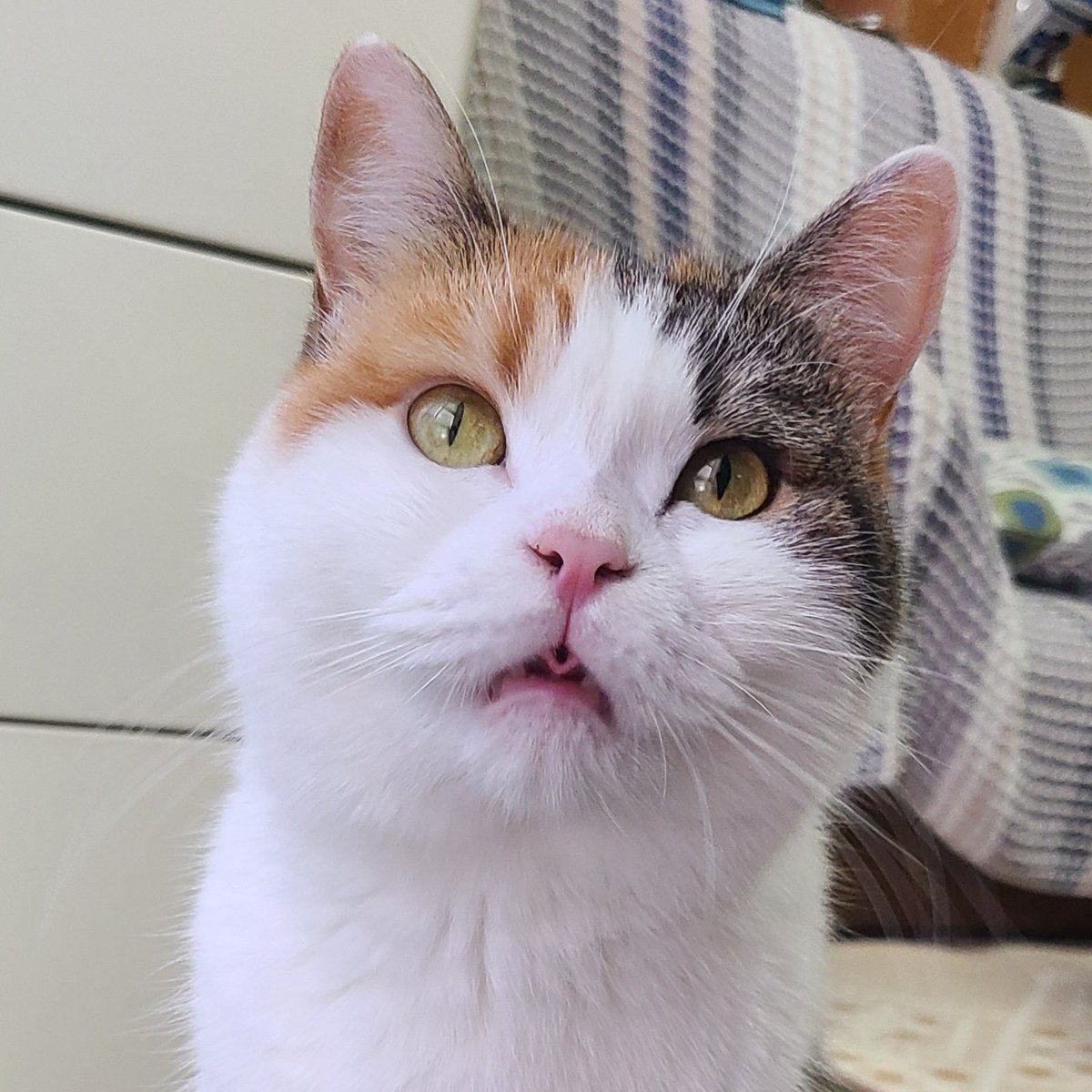 ARMY0613cat's tweet photo. 応募させていただきます！
#ファミにゃ飼いねこ自慢 https://t.co/VmvHbxxAXw
