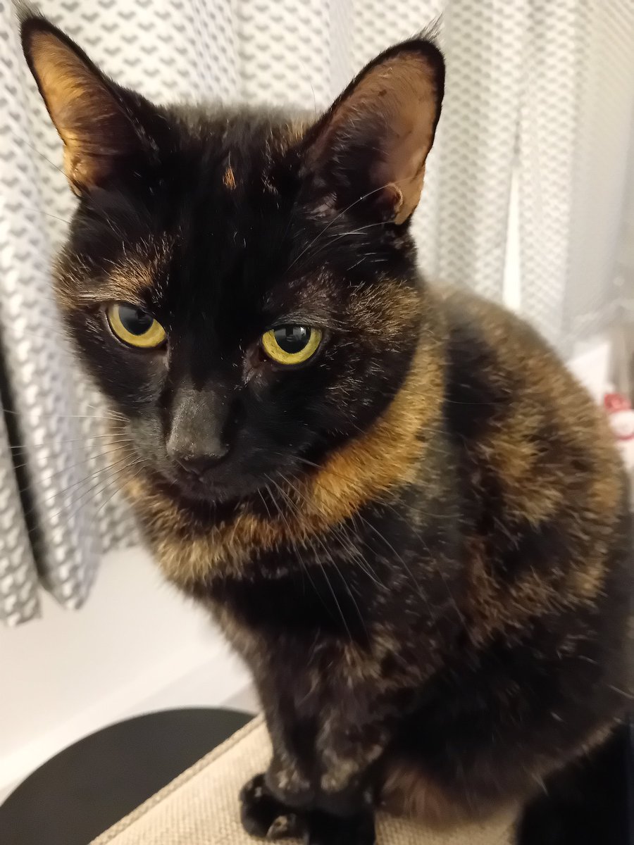 Happy #NationalLoveYourPetDay from our pet to yours. #torties #tortoiseshellcat #CatsOfX