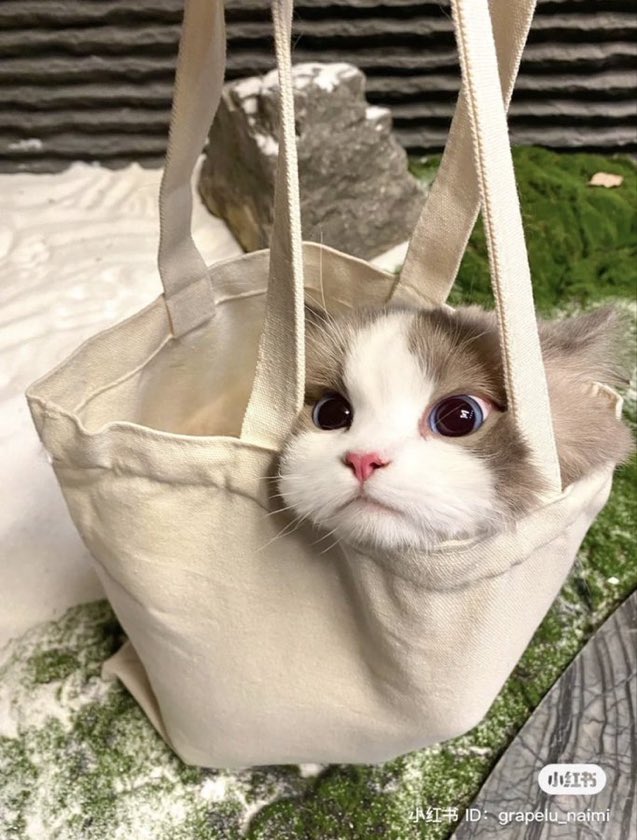 CatsInsideBox's tweet image. mistakes were made