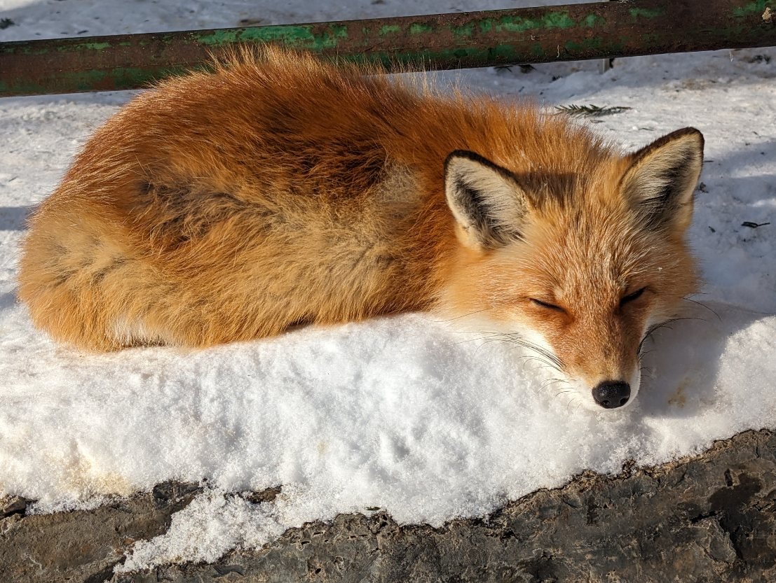 北きつね牧場【公式】 on X: 