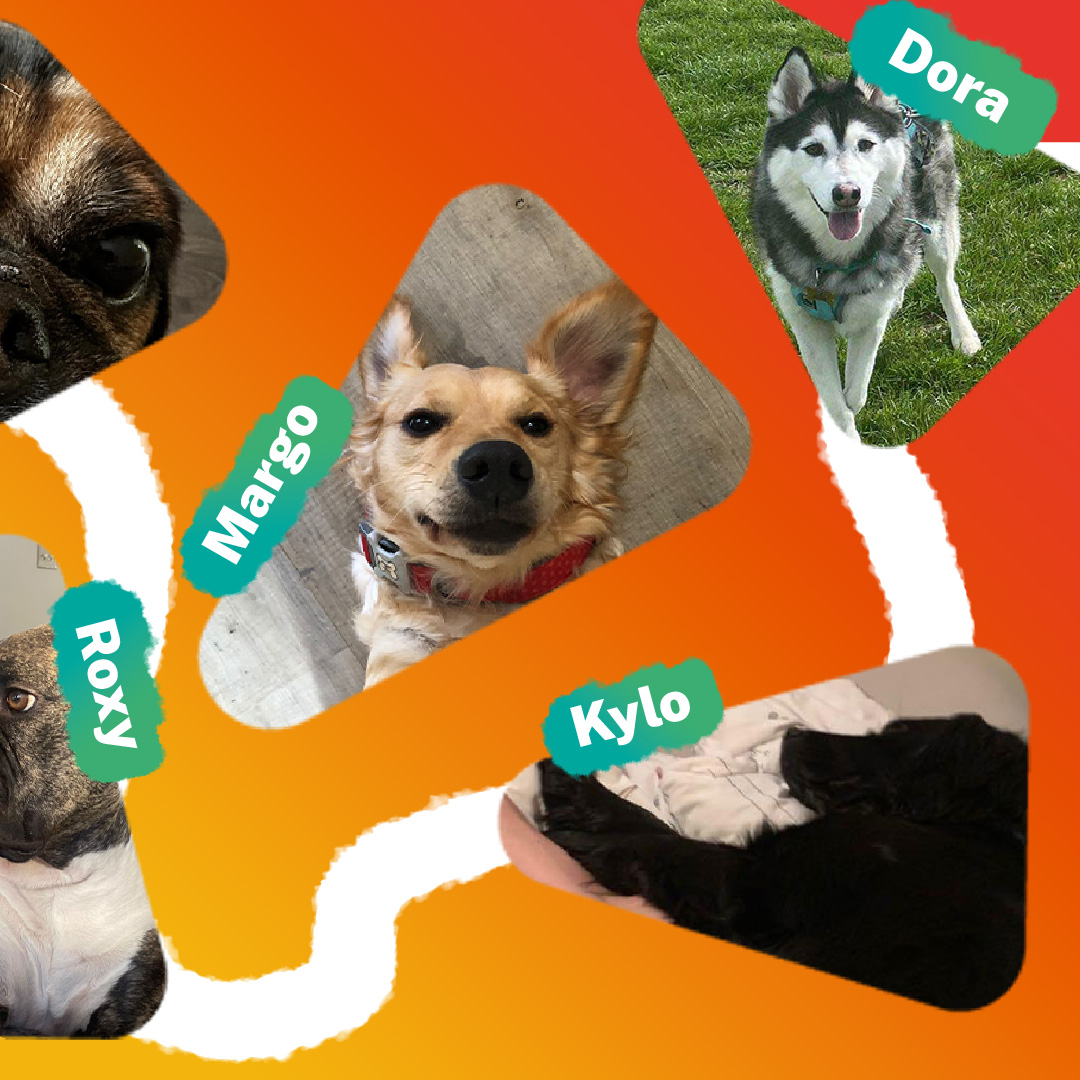 Happy National Love Your Pet Day 🐾

Check out our apprentices cute friends 🐈🐕

#nationalloveyourpetday #cutepets