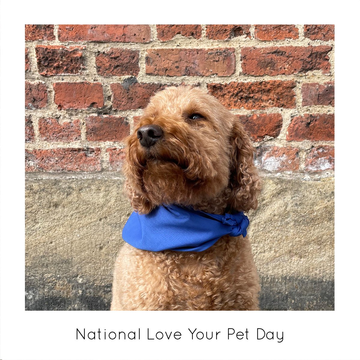 It's National Love Your Pet Day 🐾 Any excuse to share our love for our mascot Baxter 🧡 #LoveIsAllYouNeed #NationalLoveYourPetDay #BaxterTheMascot #OvoSpaces #InspiringSpaces #AmazingSpaces #SheffieldIsSuper