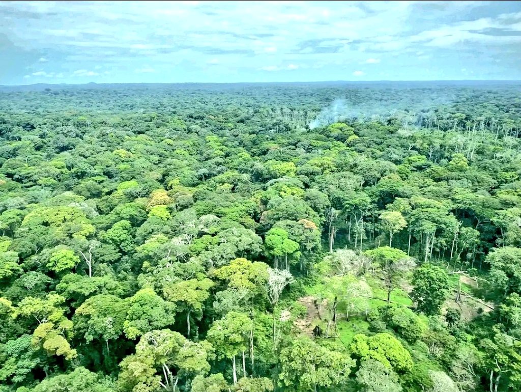 Apollo Forests (@apolloforests) / Posts / X