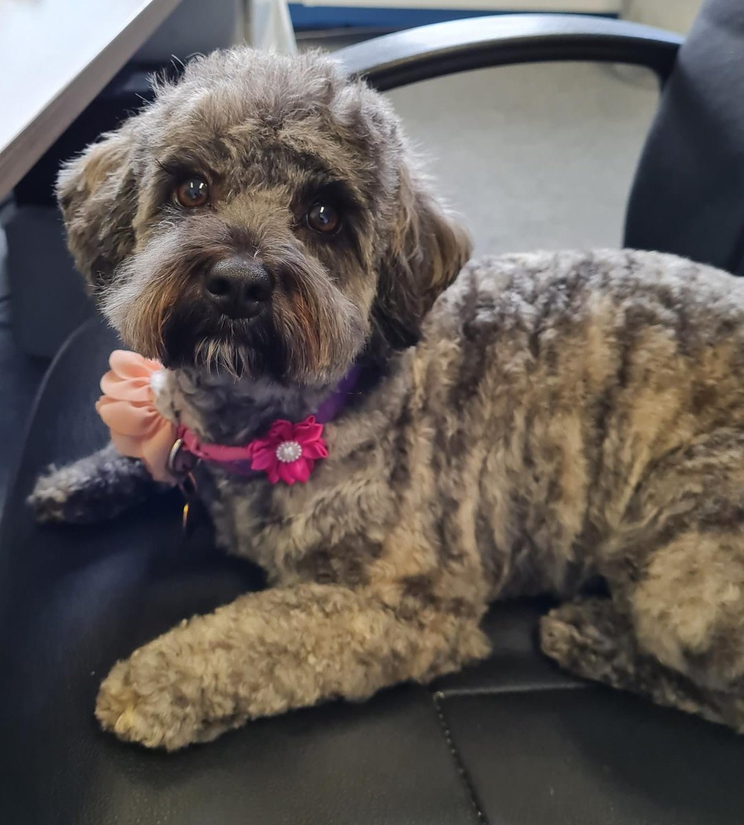 alanwhitedesign's tweet photo. It's National Love Your Pet Day. 

We hope you're all working as hard as Rose Ryan is today 🐶

#LoveYourPetDay #PuppyDogEyes https://t.co/QOrNeXOOBi