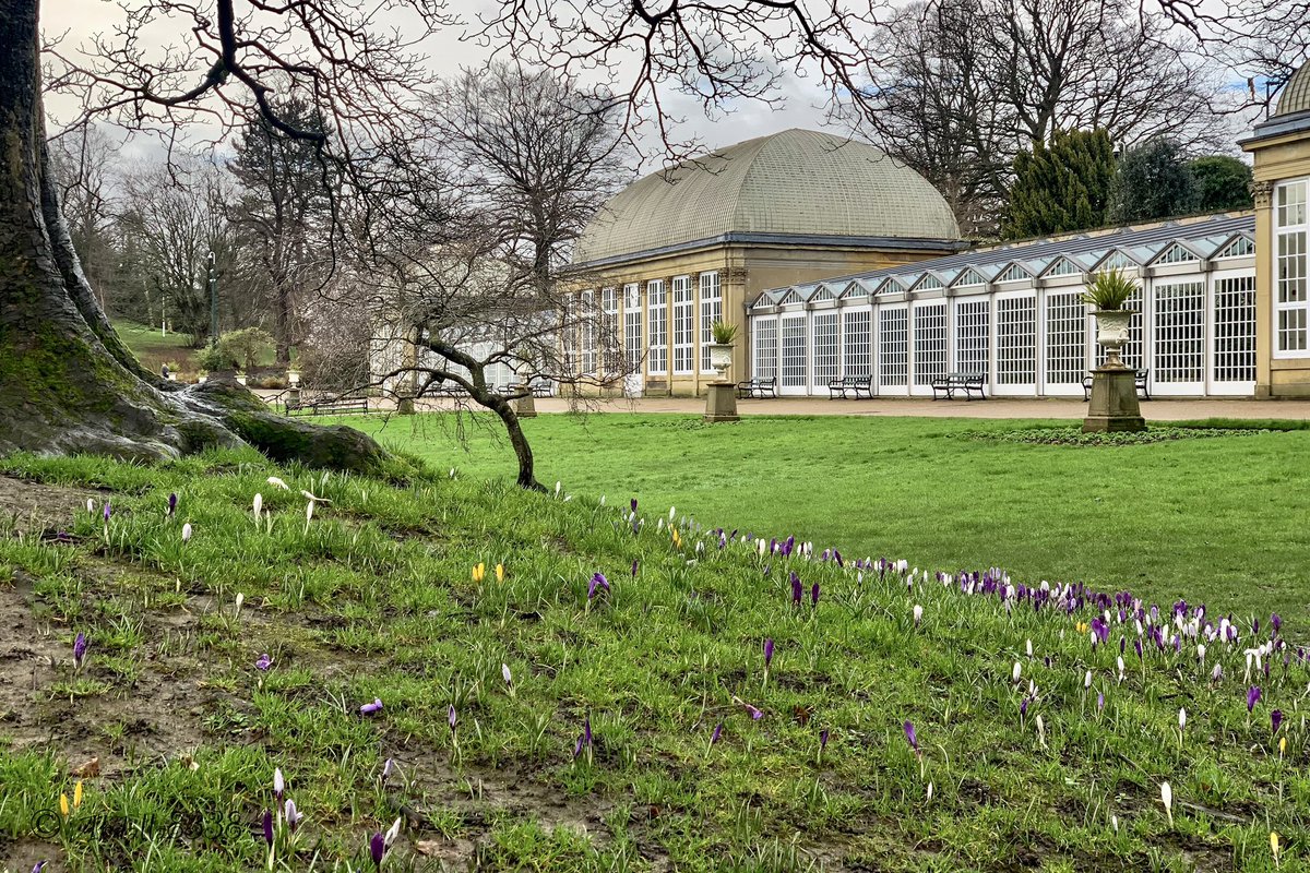 Early spring flowers, Snowdrops and Crocuses at Sheffield Botanical Gardens.

#SheffieldBotanicalGardens #snowdrops #Crocuses #TheOutdoorCity #sheffieldissuper #ParksSheffield #VisitSheffield #BotanicalGardens 
#springiscoming