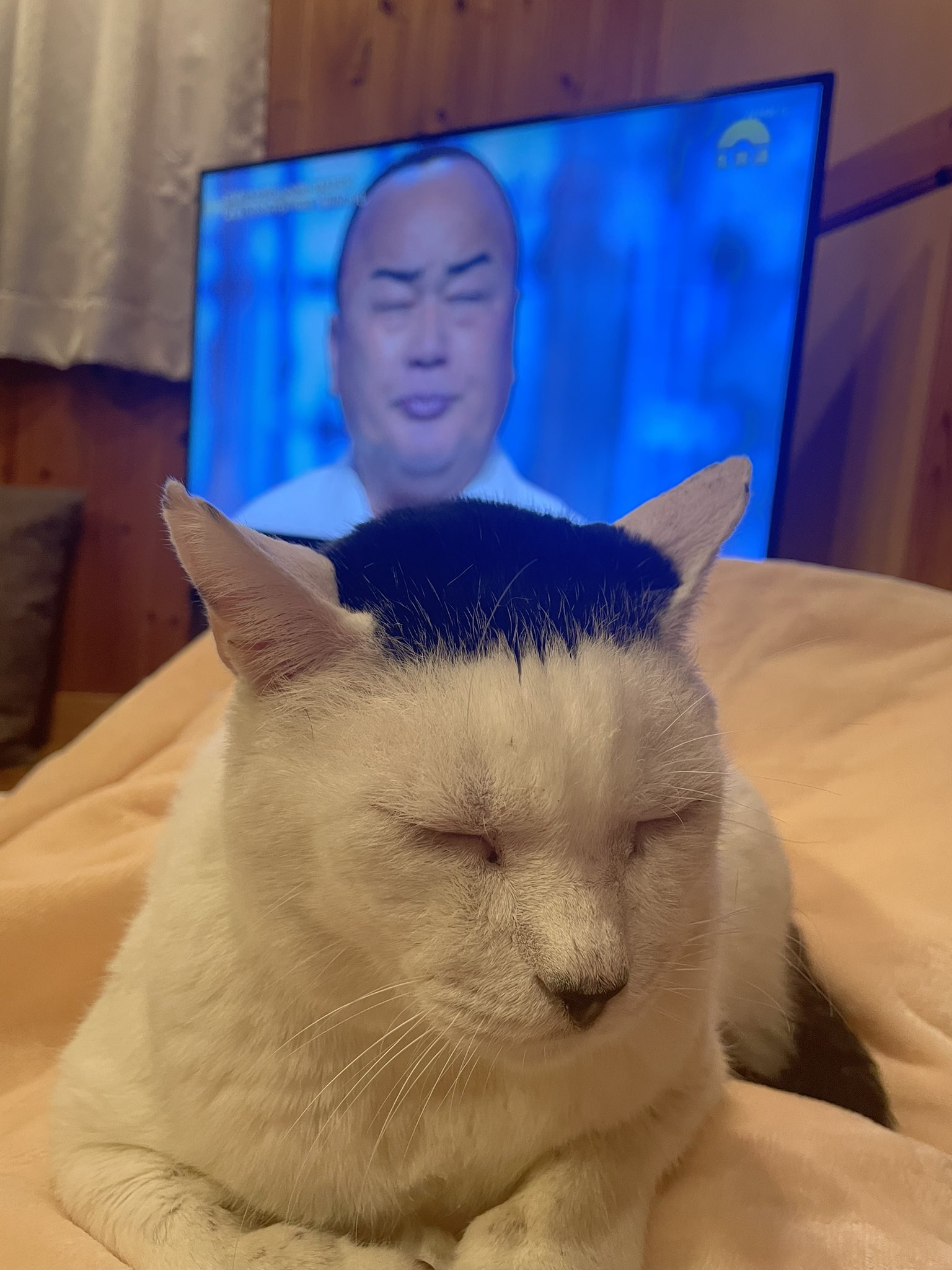 さくら のせ猫 2025 250423 - YouTube