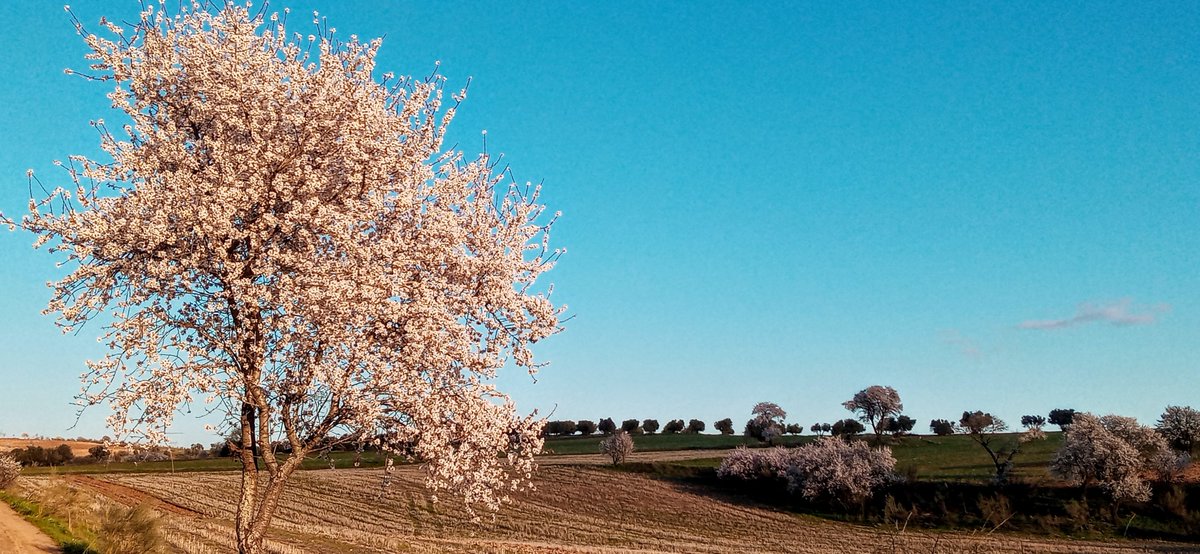 En nombre de la Transición Ecológica, los nuevos proyectos energéticos destruirán este paisaje, la actividad agropecuaria tradicional y nuestra propia identidad #RenovablesSiPeroNoAsi <a href="/FRAVM/">Federación Vecinal de Madrid</a> 2⃣8⃣ FEB #Mejoradadelcampo