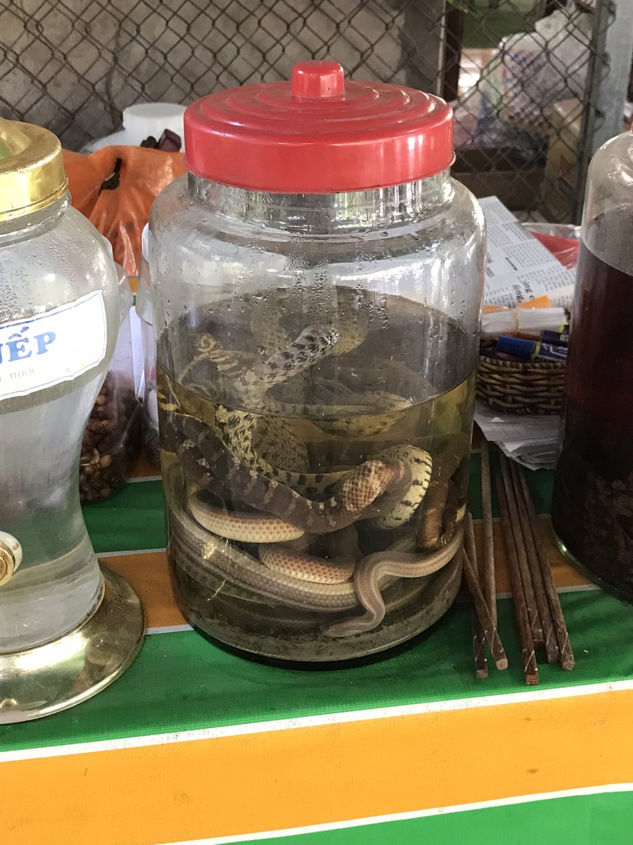 Those who know me well will know that I rarely refuse a glass of wine…. Didn’t find it too hard to turn down the Snake Wine today tho! #BenTre #Vietnam 🤢