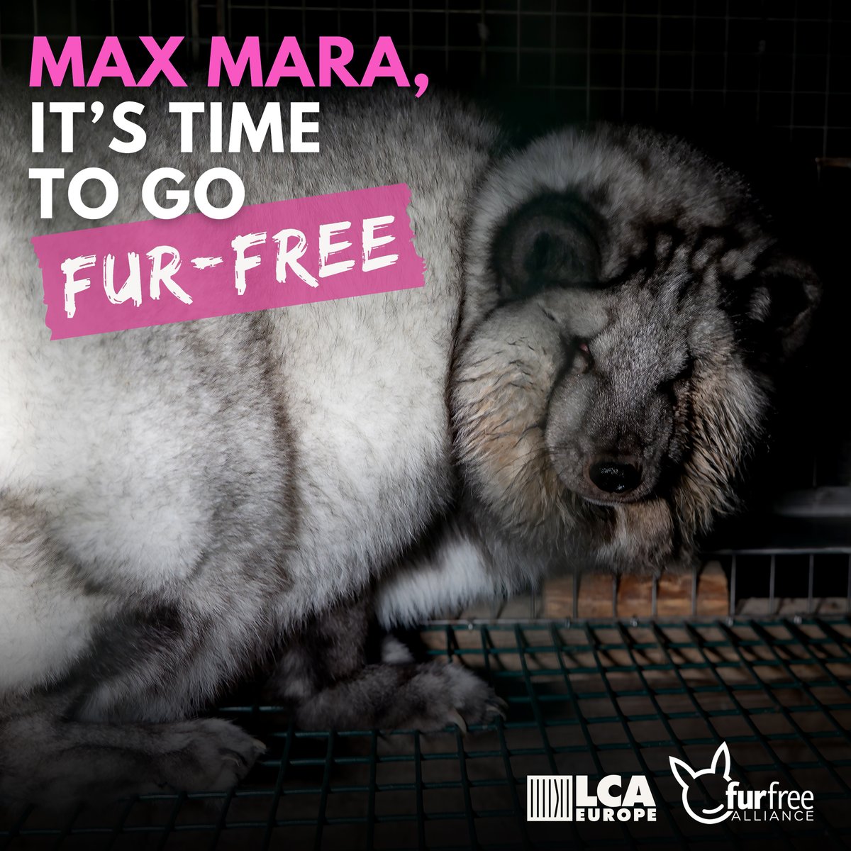 🐾 Did you know that the fur in Max Mara's products comes from animals that suffer their entire lives in tiny cages? These innocent animals deserve to live free from exploitation. Let's demand change from Max Mara and stand up for animal rights! Let’s demand a #FurFreeMaxMara!
