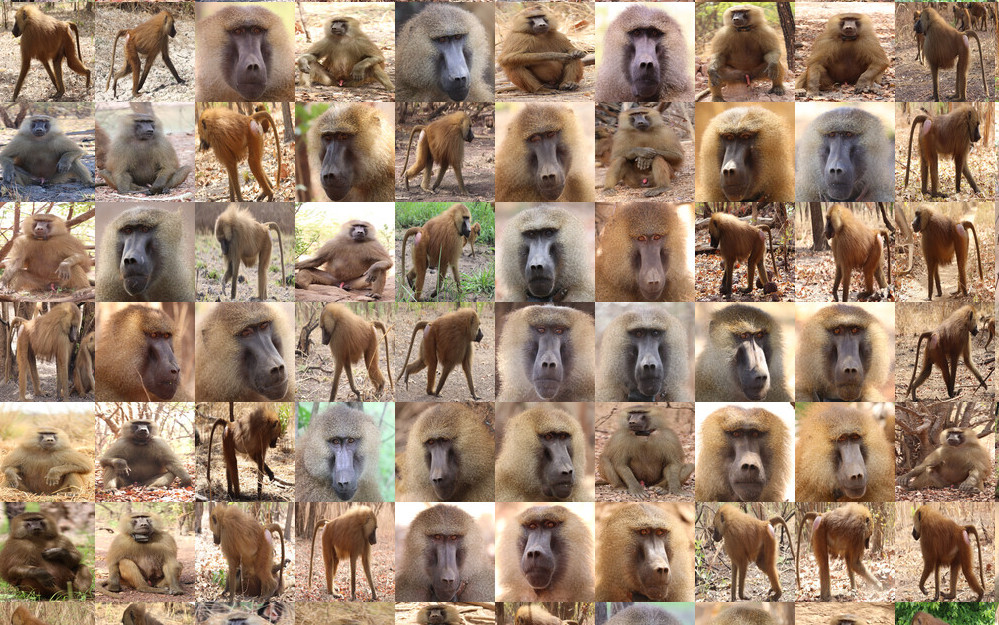 🐒 Can you judge a baboon by its looks?🧐 Join our online survey and help us understand perceptions of male Guinea baboons' physical condition🙌
📱Mobile/tablet: kogetho.shinyapps.io/Baboon_Experim…
💻laptop: kogetho.shinyapps.io/Baboon_Experim…
Your input is invaluable! Please share &amp; RT! 🙏